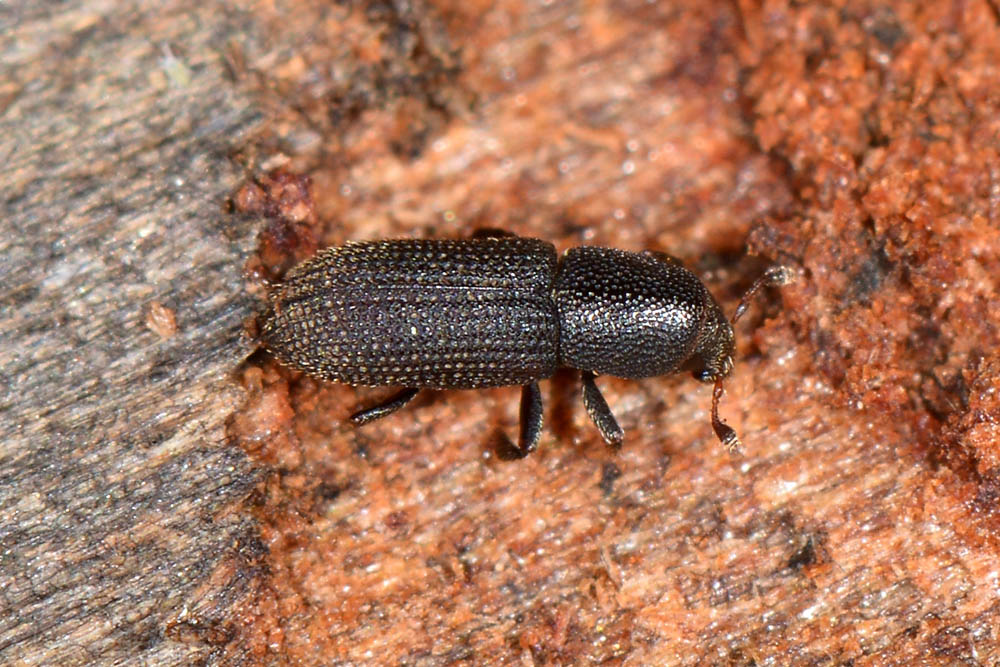 Scolytidae: Hylastes cfr. linearis